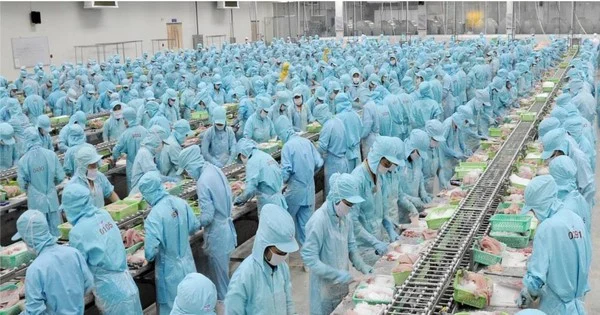 Chất lượng sản phẩm và Quy trình sản xuất của IDI Seafood