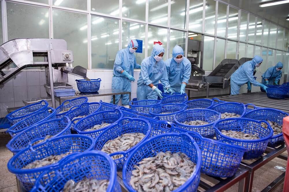 Năng lực sản xuất và tình hình kinh doanh của Công ty CP Thực phẩm Sao Ta (FMC)